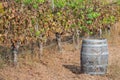 Wine keg and grapevines in a vineyard Royalty Free Stock Photo