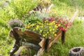 Wooden yard cart with flowers