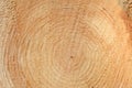 Woodgrain Royalty Free Stock Photo