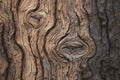 Woodgrain pattern on tree bark for creating wallpaper or background