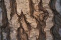 Woodgrain pattern on tree bark for creating wallpaper or background