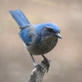 Woodhouse`s Scrub Jay aphelocoma woodhouseii Royalty Free Stock Photo