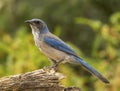 Woodhouse`s Scrub Jay Royalty Free Stock Photo