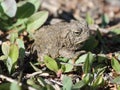 Woodhouse's Toad