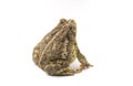 Woodhouse\'s Toad
