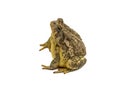 Woodhouse\'s Toad