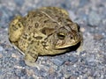 Woodhouse's Toad at Night Royalty Free Stock Photo