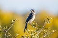 Woodhouse Scrub Jay perching on tree branch Royalty Free Stock Photo