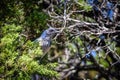 Woodhouse scrub-jay resting in the cedar tree Royalty Free Stock Photo