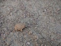 Woodhouse Toad on Parched Ground