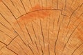Woodiness grain Royalty Free Stock Photo