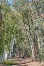 Woodland at the Alcoa Wellard wetlands in Perth Royalty Free Stock Photo