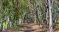 Woodland at the Alcoa Wellard wetlands in Perth Royalty Free Stock Photo