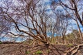 Woodland at the Alcoa Wellard wetlands in Perth Royalty Free Stock Photo