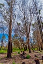 Woodland at the Alcoa Wellard wetlands in Perth Royalty Free Stock Photo