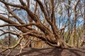 Woodland at the Alcoa Wellard wetlands in Perth Royalty Free Stock Photo