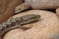 Woodland Alligator Lizard, San Diego Alligator Lizard Elgaria multicarinata webbii