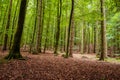 Woodland area of Granitz with European beech, Fagus sylvatica, and sessile oak, Quercus petraea in Rugen Island Royalty Free Stock Photo