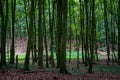 Woodland area of Granitz with European beech, Fagus sylvatica, and sessile oak, Quercus petraea in Rugen Island Royalty Free Stock Photo