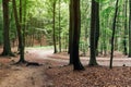 Woodland area of Granitz with European beech, Fagus sylvatica, and sessile oak, Quercus petraea in Rugen Island Royalty Free Stock Photo