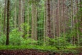 Woodland area of Granitz with European beech and sessile oak Royalty Free Stock Photo