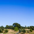 Woodland Area and Grasslands Landscape