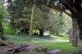 A woodland area with lush green grass Royalty Free Stock Photo