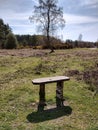 Woodland bench in front of a birch tree in heathland