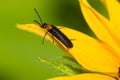 Forest Blister Beetle - Nemognatha nemorensis Royalty Free Stock Photo