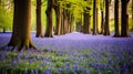 woodland bluebell carpet forest Royalty Free Stock Photo