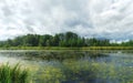 Woodland bog. Forest blue river. Clouds sky