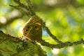 Woodland brown (Lopinga achine). Royalty Free Stock Photo
