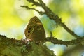 Woodland brown (Lopinga achine). Royalty Free Stock Photo