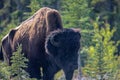 NWT Woodland Buffalo Royalty Free Stock Photo