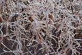 Woodland Bush Encased Ice Royalty Free Stock Photo