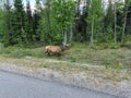 A Woodland Caribou grazing along side of the road on Maligne Road in Jaskper National Park