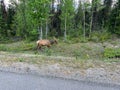 A Woodland Caribou grazing along side of the road on Maligne Road in Jaskper National Park