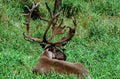 Woodland Caribou In A Meadow