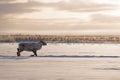 Woodland caribou on the move