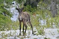 Woodland caribou standing in snow