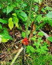 Woodland Colour in Southern Ontario