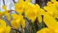 Woodland daffodils growing in spring in closeup cluster