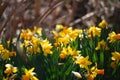 Woodland Daffodils In Springtime Royalty Free Stock Photo