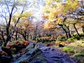 Woodland, Derbyshire.