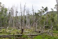 Woodland destroyed by beavers, Tierra del Fuego park, Argentina Royalty Free Stock Photo