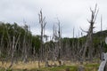 Woodland destroyed by beavers, Tierra del Fuego park, Argentina Royalty Free Stock Photo