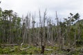 Woodland destroyed by beavers, Tierra del Fuego park, Argentina Royalty Free Stock Photo