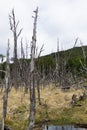 Woodland destroyed by beavers, Tierra del Fuego park, Argentina Royalty Free Stock Photo