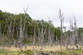 Woodland destroyed by beavers, Tierra del Fuego park, Argentina Royalty Free Stock Photo