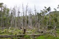 Woodland destroyed by beavers, Tierra del Fuego park, Argentina Royalty Free Stock Photo